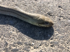 Elaphe quadrivirgata