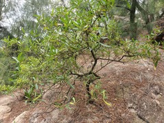 Dodonaea viscosa