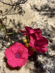 Pileanthus filifolius