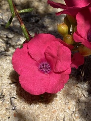 Pileanthus filifolius