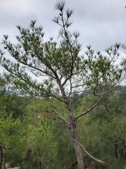 Pinus taiwanensis