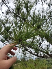 Pinus taiwanensis