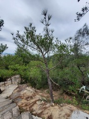 Pinus taiwanensis