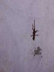 Anolis schiedii