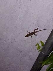 Anolis schiedii