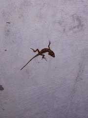 Anolis schiedii