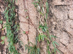 Parthenocissus tricuspidata