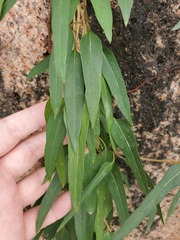 Parthenocissus tricuspidata