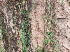 Parthenocissus tricuspidata