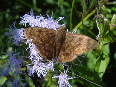 Pellicia dimidiata