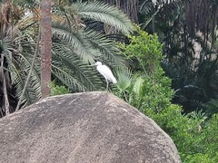 Egretta