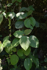 Myriocarpa longipes