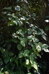 Myriocarpa longipes