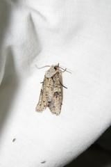 Lithophane querquera