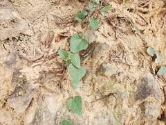 Cocculus orbiculatus
