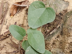 Cocculus orbiculatus