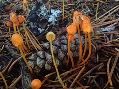 Mycena strobilinoidea