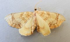 Eulithis luteolata