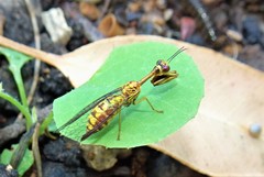 Austromantispa imbecilla