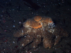 Rhinolithodes wosnessenskii