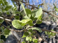 Populus brandegeei