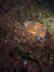 Rhinolithodes wosnessenskii