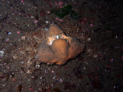 Rhinolithodes wosnessenskii