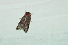 Acronicta longa