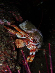 Pagurus armatus