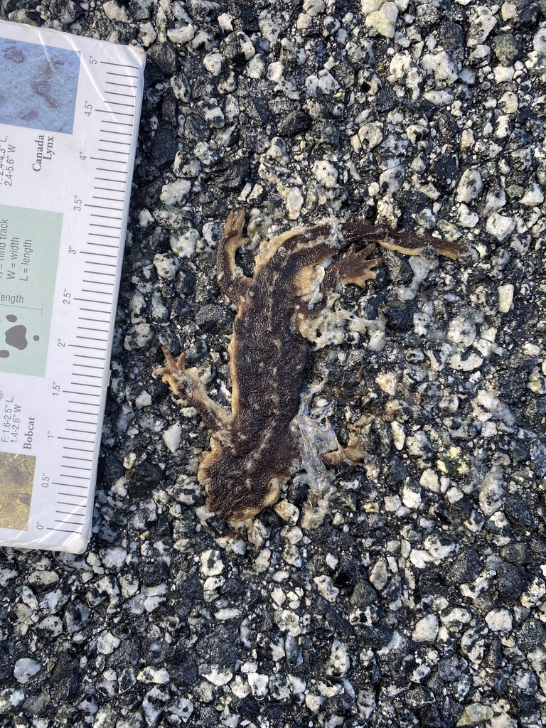 Pacific Newts from Santa Clara County, CA, USA on November 2, 2021 at ...