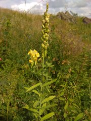 Linaria acutiloba