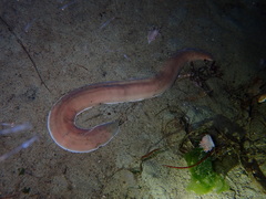 Cerebratulus marginatus