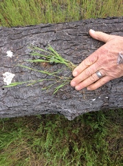 Brachypodium distachyon