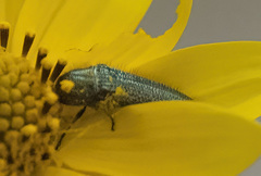 Acmaeodera resplendens