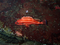 Sebastes ruberrimus