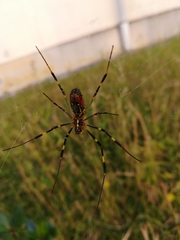 Trichonephila clavata