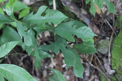 Artocarpus hypargyreus