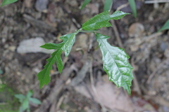 Artocarpus hypargyreus