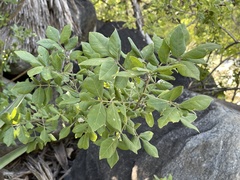 Rhus tepetate