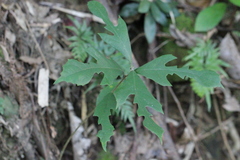 Artocarpus hypargyreus