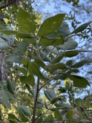 Rhus tepetate