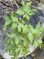 Rhus tepetate