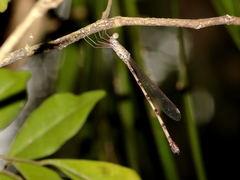 Indolestes tenuissimus