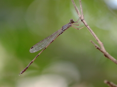 Indolestes tenuissimus