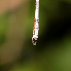 Indolestes tenuissimus