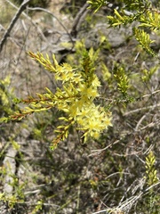 Calytrix angulata