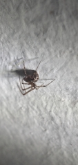 Parasteatoda tepidariorum
