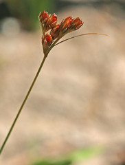 Juncus confusus