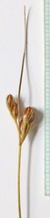 Juncus confusus