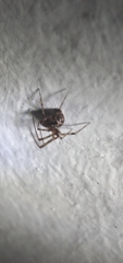 Parasteatoda tepidariorum